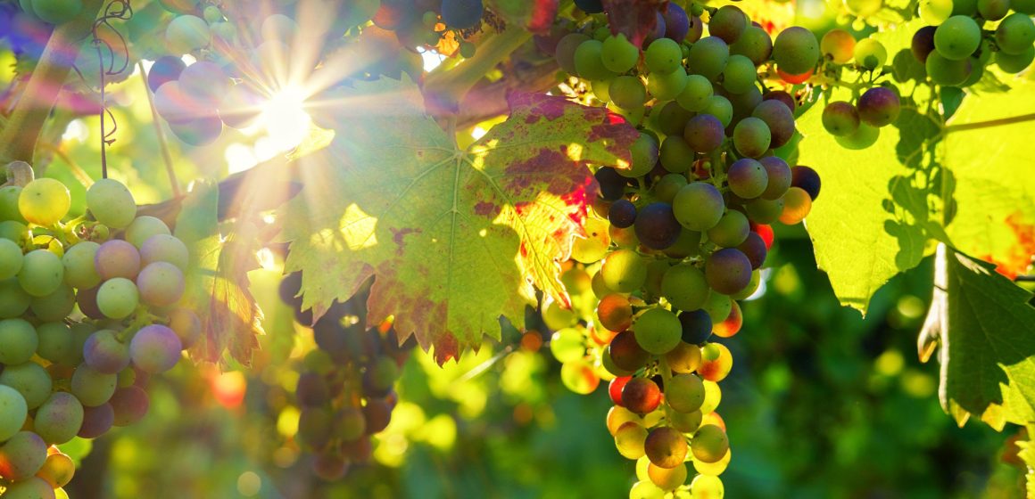 Sugestões para uma Páscoa em casa: Vinhos do Tejo para descobrir e apreciar com calma Sugestões para uma Páscoa em casa: Vinhos do Tejo para descobrir e apreciar com calma