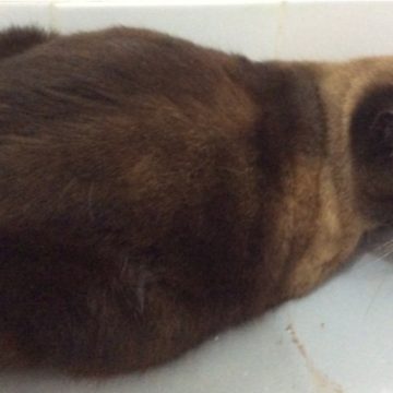 Gata siamesa perdida em Almeirim