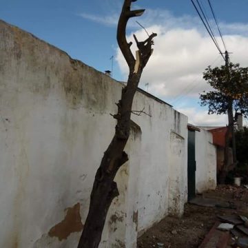 Queixa na GNR: Árvores podadas sem autorização Queixa na GNR: Árvores podadas sem autorização