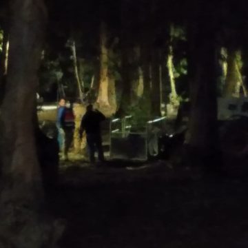Vespa Asiática “à solta” em Almeirim