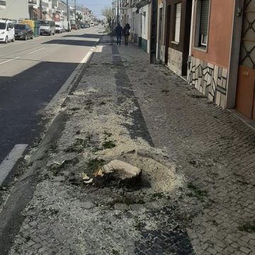 Risco: Junta corta árvores Risco: Junta corta árvores