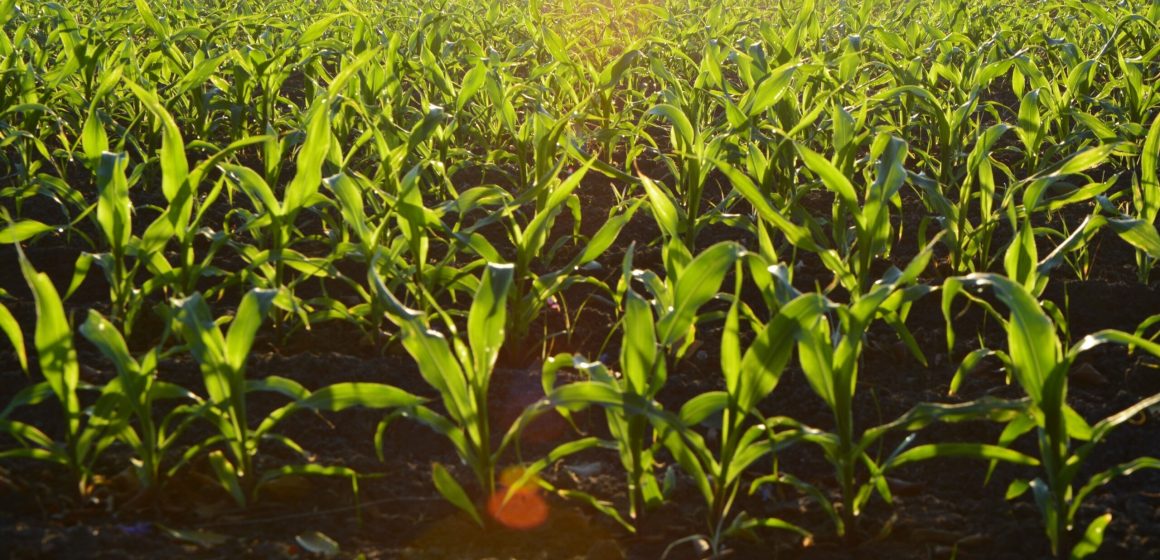 Conferência Internacional apresenta propostas para a transformação do setor agrícola
