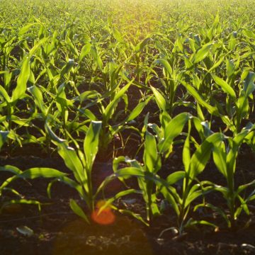 Conferência Internacional apresenta propostas para a transformação do setor agrícola