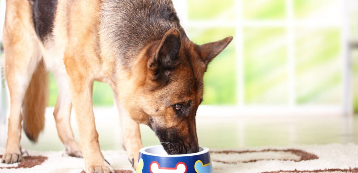 Alergia alimentar nos animais Alergia alimentar nos animais