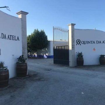 Produtores do Tejo abrem portas e promovem a arte de vindimar Produtores do Tejo abrem portas e promovem a arte de vindimar